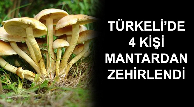 Türkeli'de bir aile mantardan zehirlendi