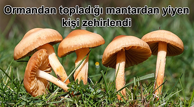 Ormandan topladığı mantardan zehirlendi