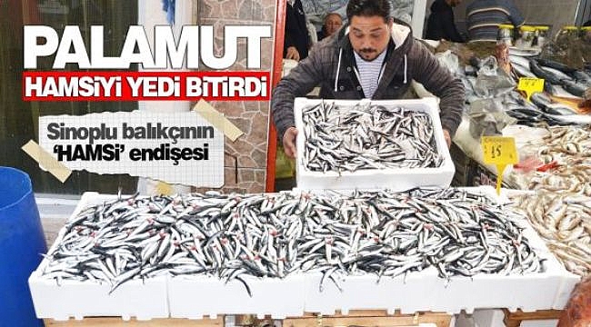 Sinoplu balıkçılar hamsi için endişeli