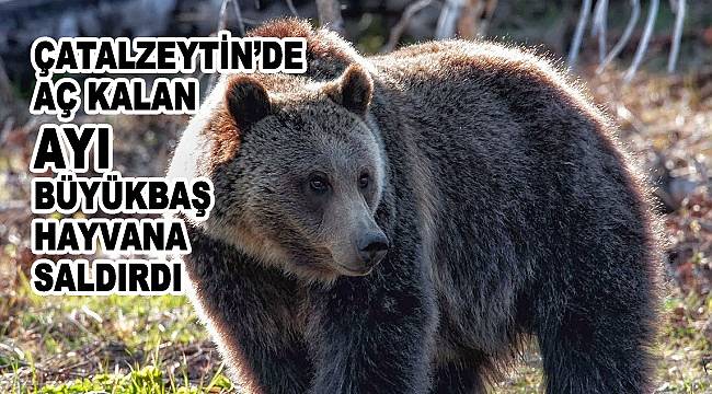 Çatalzeytin'de aç kalan ayı büyükbaş hayvana saldırdı