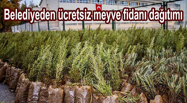 Belediyeden ücretsiz fidan dağıtımı yapılacak