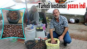 Türkeli kestanesi pazara indi