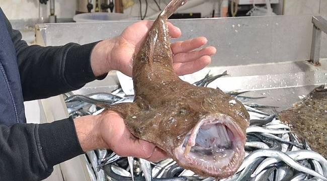 Türkeli'de ağlara takılan fener balığı şaşırttı