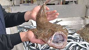 Türkeli'de ağlara takılan fener balığı şaşırttı