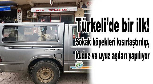 Türkeli'deki sokak köpekleri kısırlaştırılıyor
