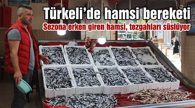 Türkeli’de hamsi bereketi