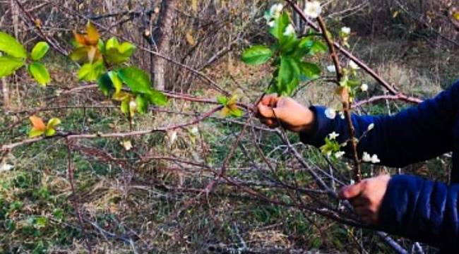 Çatalzeytin'de erik ağaçları Kasım ayında çiçek açtı