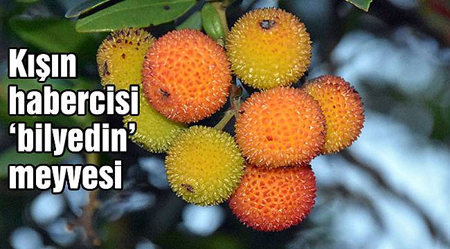 Kışın habercisi 'bilyedin' meyvesi