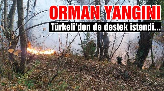 Ayancık'ta orman yangını