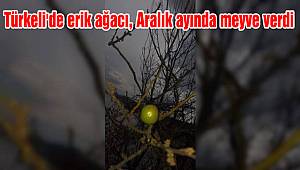 Türkeli'de erik ağacı, Aralık ayında meyve verdi