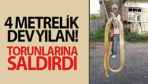 Sinop'ta 4 metre boyundaki dev yılan korkuttu