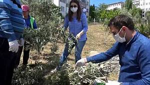Asırlık Sinop Zeytini Projesinde önemli adım