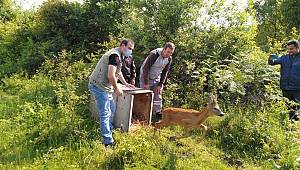 Köy mezarlığında mahsur kalan karaca kurtarıldı