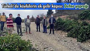 Türkeli'de köylülerin ek gelir kapısı: Defne yaprağı