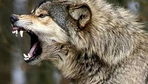 Muhtar, kurt saldırılarına karşı uyardı