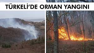 Türkeli'de orman yangını