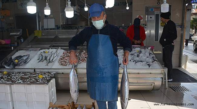 2-4 kilogram arası torikler 250 lira