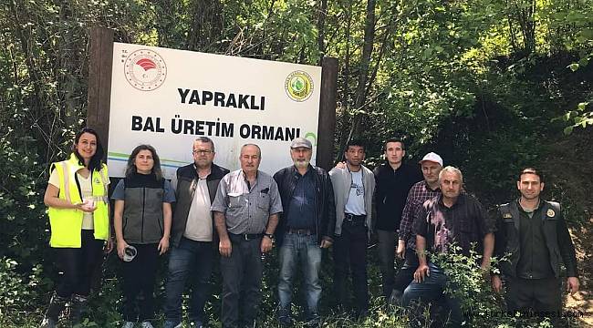 Türkeli ormanlarında 'avcı böcekler' iş başında!
