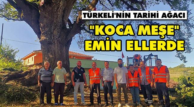 Türkeli'nin bin yıllık ağacı 