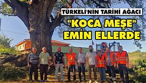 Türkeli'nin bin yıllık ağacı 