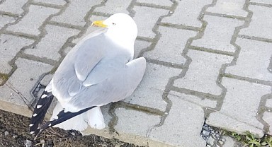 Türkeli'de bulunan yaralı martı tedavi altına alındı