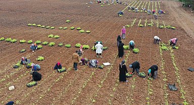 5 milyon fide toprakla buluşturuldu