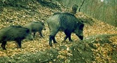 Artvin'de kaçak avcılara para cezası!