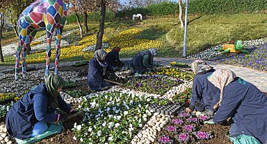 Bursa Osmangazi'de 300 bin kış çiçeği toprakla buluşuyor