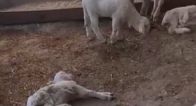 Edirne Keşan'daki yetiştiriciler hayvan ölümlerine dikkat çekti