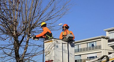 Eskişehir Büyükşehir'den ağaçlara kış bakımı