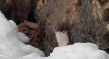 Nadiren görülüyor... Bu kez Türkeli'de ortaya çıktı