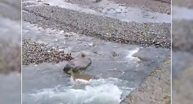 Türkeli avcıları, nadir görülen karacayı görüntüledi