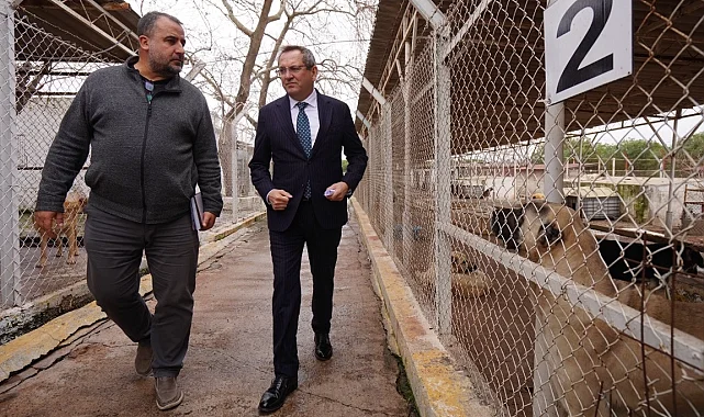 Balıkesir Ayvalık can dostların yanında
