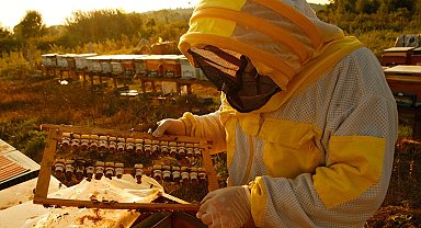 2024'te bal üretimi azaldı... Büyük ve küçükbaşlar arttı
