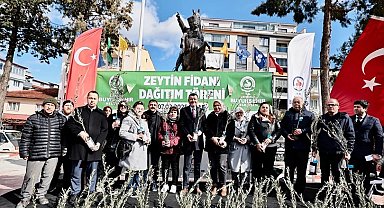 Denizli'de zeytin fidanları toprakla buluşuyor