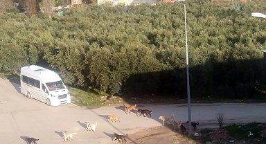 Mudanya'da başıboş köpeklerin 'sürü' tedirginliği!