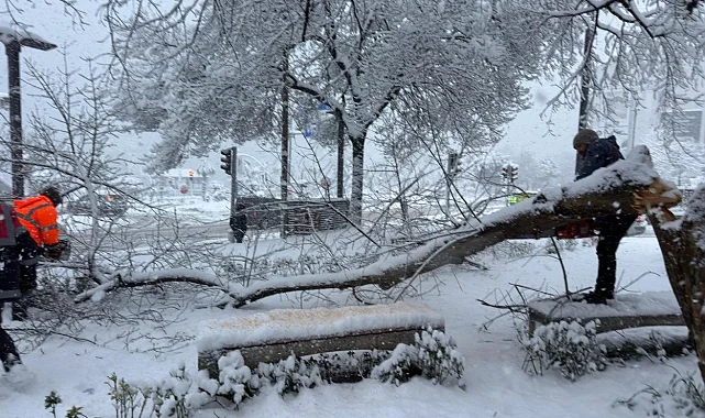 Ordu'da şiddetli kar, ağaçlara zarar verdi