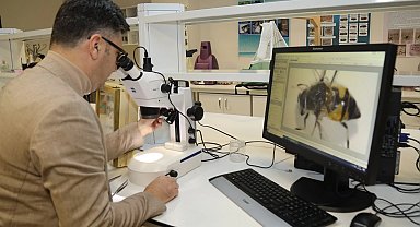 Uludağ'da 3 yıllık arı keşfine çıkılıyor!