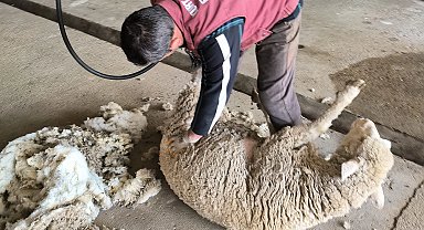Edirne'de koyun kırkım eğitimi verildi