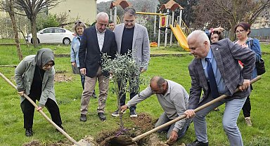 Kocaeli Gölcük'te orman haftasında zeytin ağaçları toprakla buluştu