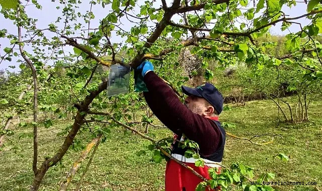 Türkeli'de kahverengi kokarca ile mücadele çalışmaları