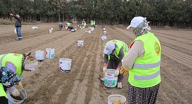 Türkiye'de ormanlarda çalışan 18 bin kadın var!