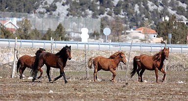 Yılkı atları için doğaya saman bırakıldı