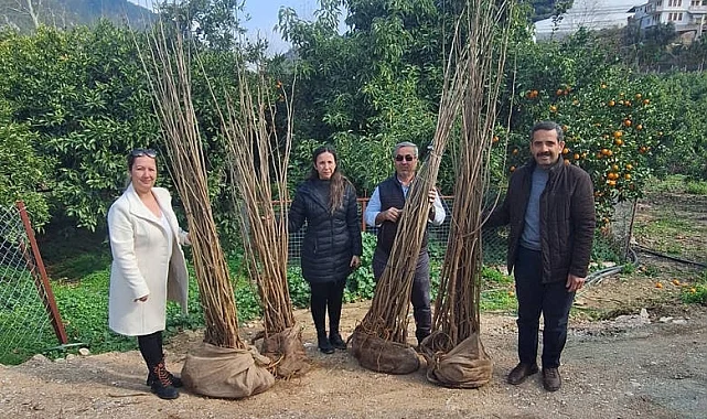 Antalya Büyükşehir'den dut fidanı desteği