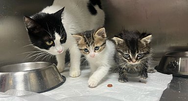 Bursa Büyükşehir tatilde de can dostların yanında