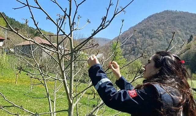 Türkeli'deki tarım arazilerinde hasar tespit çalışmaları başladı