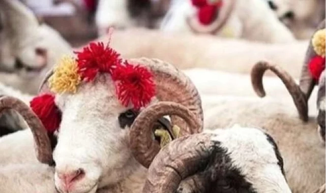 2025 Kurban Hizmetleri Tebliği yayımlandı