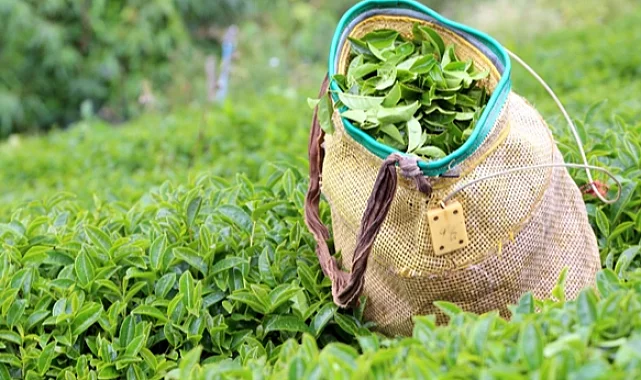 2025 yaş çay alım fiyatı açıklandı