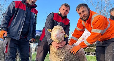 Kocaeli Büyükşehir'den üreticilere damızlık koç desteği