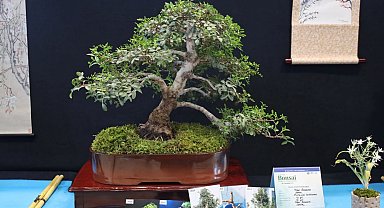 Kocaeli'de sanat tutkunları bonsai sanatı ile tanıştı